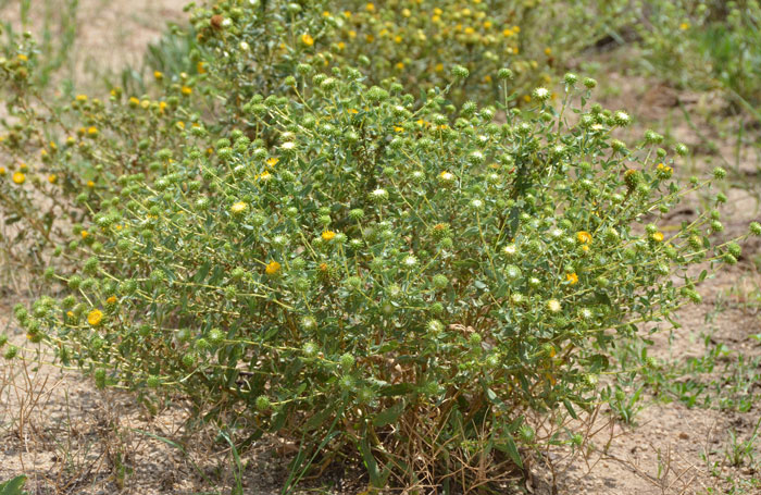 Curlycup Gumweed lives in a wide variety of habitats from upper deserts pinyon-juniper, pines, plains, often in disturbed areas, stream-sides, roadsides, hills, overgrazed rangelands, soils often clay, sandy and alkaline. Grindelia squarrosa